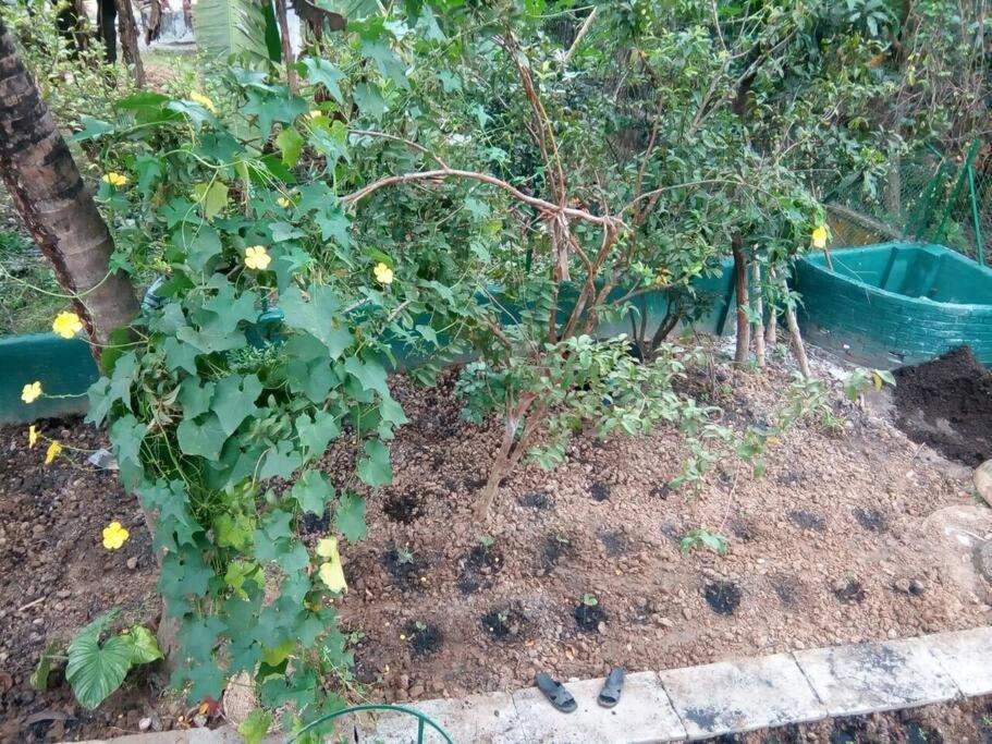 Bhitey Homestay Simantapally / Shantiniketan Екстер'єр фото